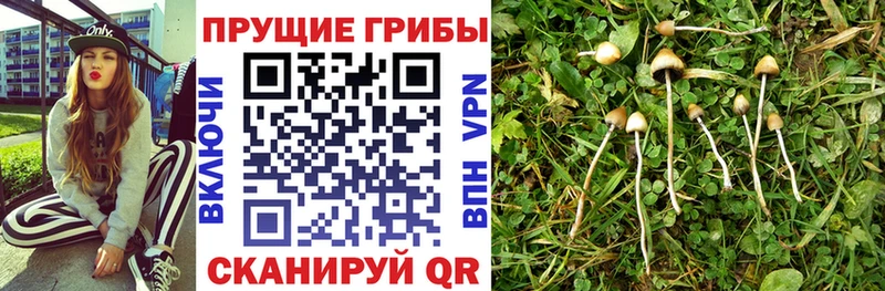 Псилоцибиновые грибы Magic Shrooms  Тюмень 